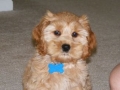 Cockapoo Colors